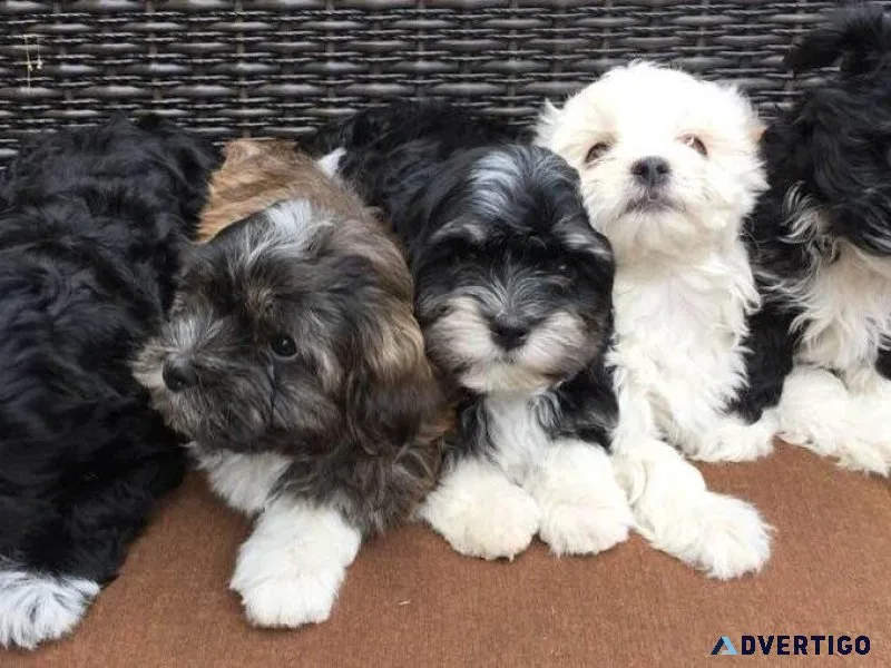 Havanese