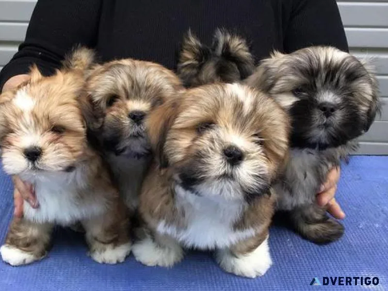 Lhasa Apso