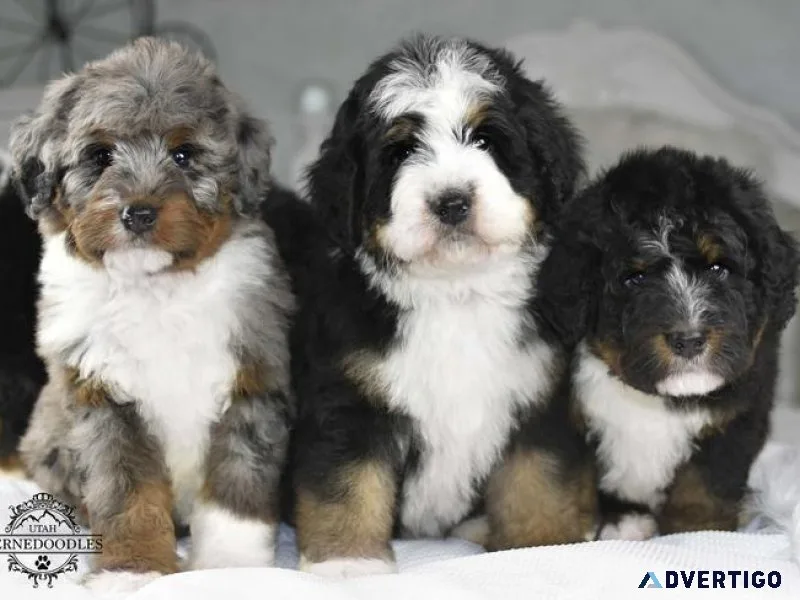 Bernedoodle Puppies