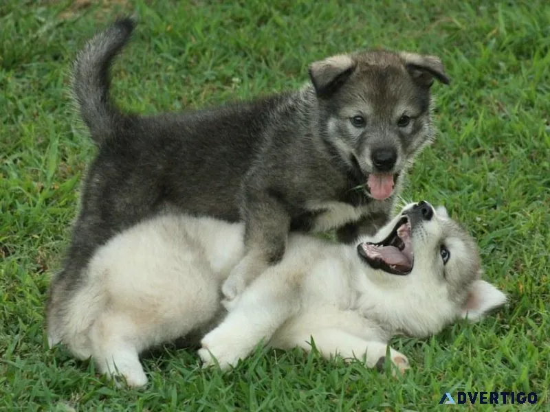 Wolf Hybrid