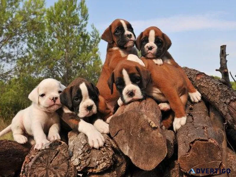 Adorable Boxers Pups