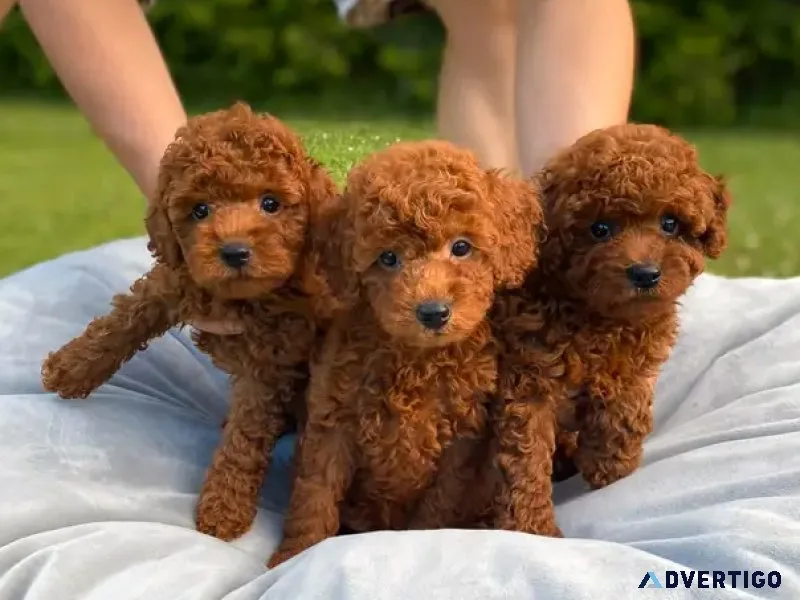 teacup Poodles