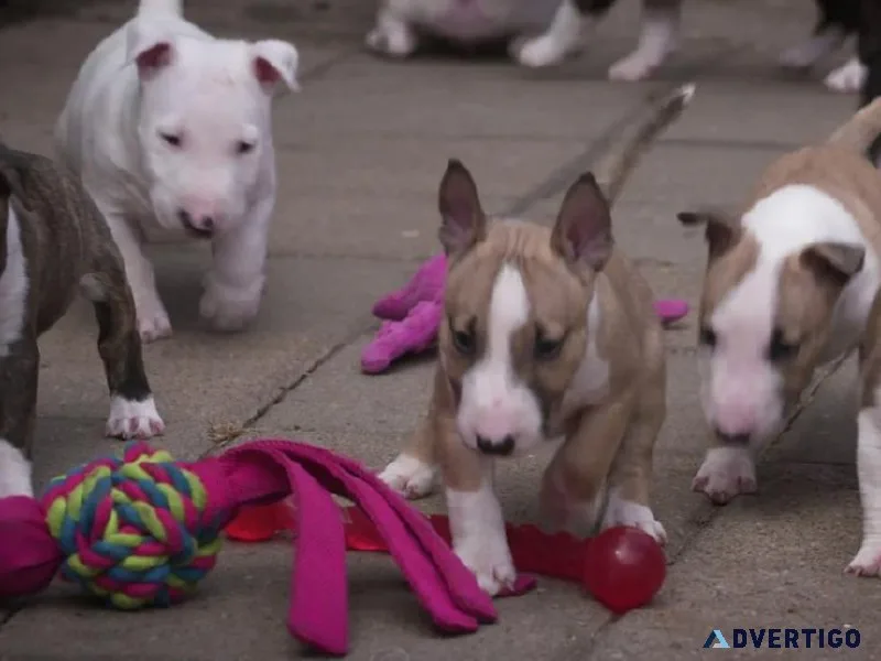 Bull Terrier Puppies