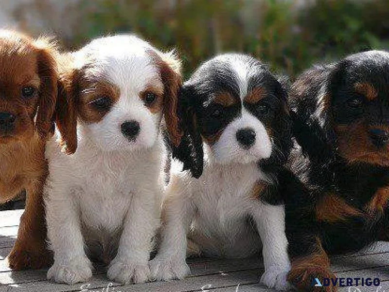 Cavalier King Charles Spaniel