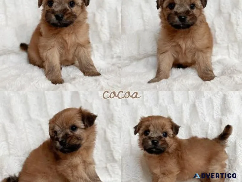 Toy shorkie puppies