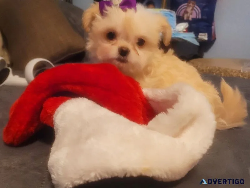 Shi Chi puppies