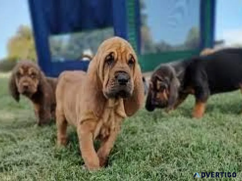 Bloodhound Puppies