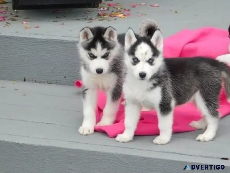 Siberian Husky puppies