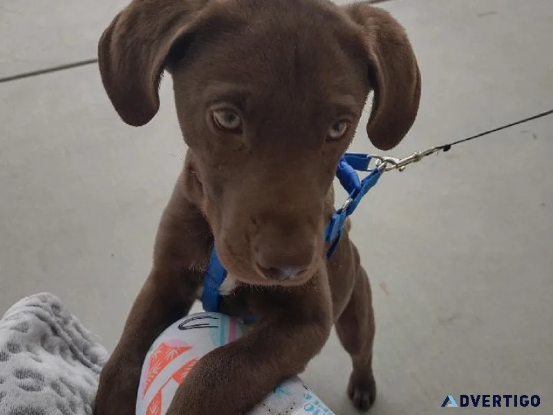 chocolate lab