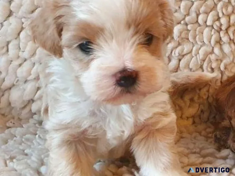Maltipoo Puppies