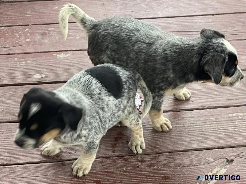 Australian cattle Dog ( Blue Heeler) puppies available for sale