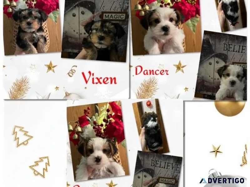 AKC Yorkshire Terrier Puppies