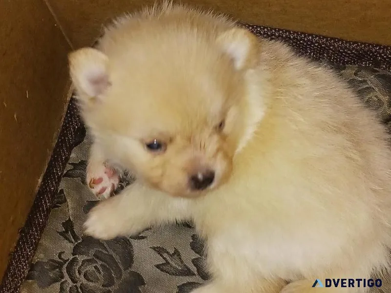 CKC Pomeranian Puppies For Sale