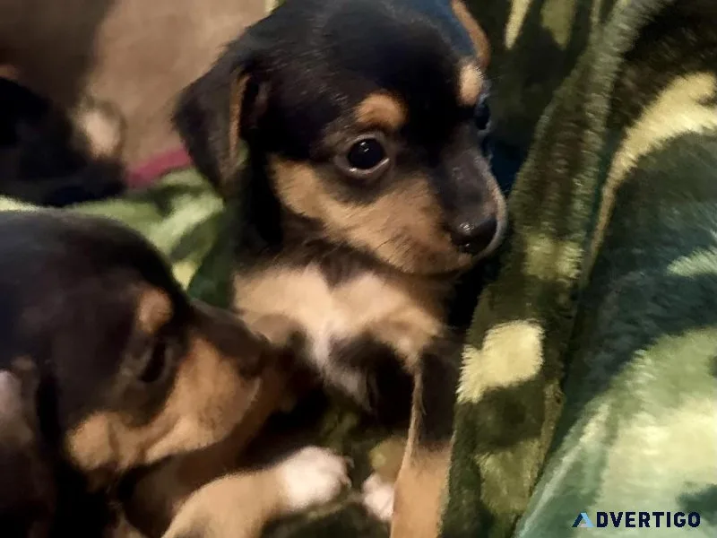 Chorkie (ChihuahuaYorkie) Puppies for Sale