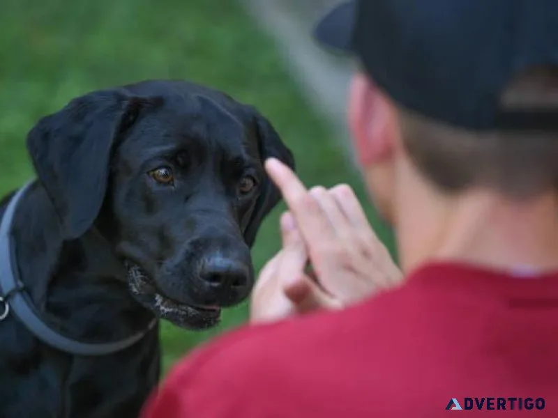 Best Dog Trainer in Agra  Behaviour and Toilet Trainer
