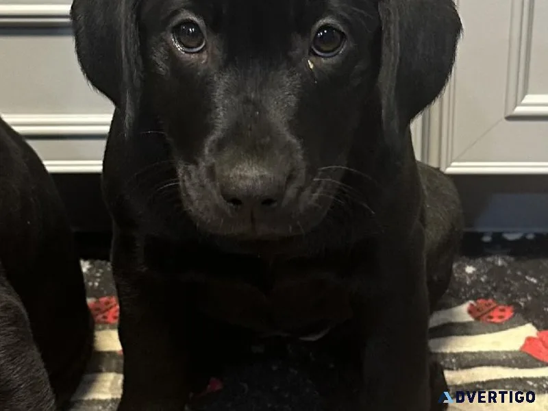 Champion Bloodline AKC Labs