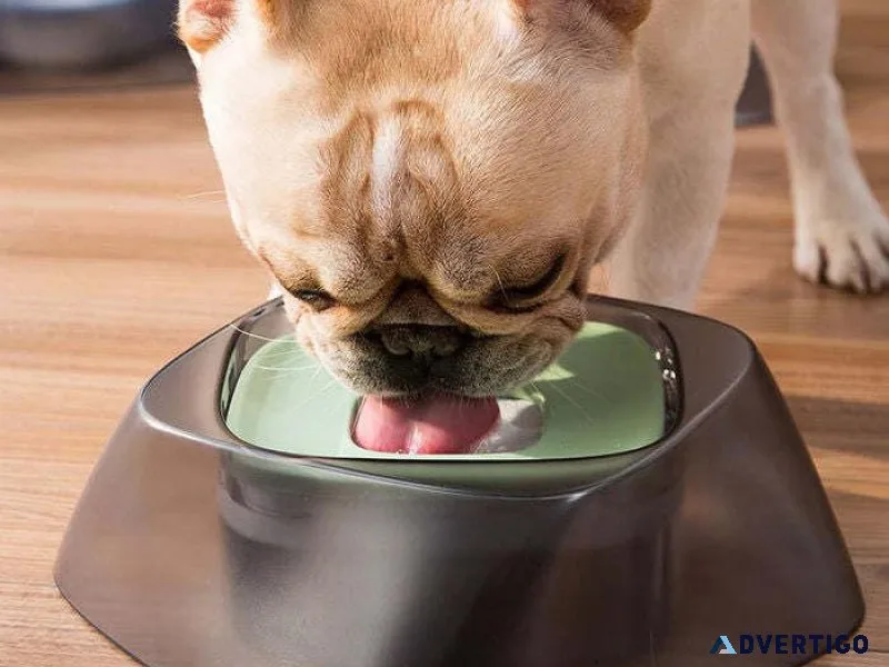 Discover Premium Toys and Accessories at Pupz Corner