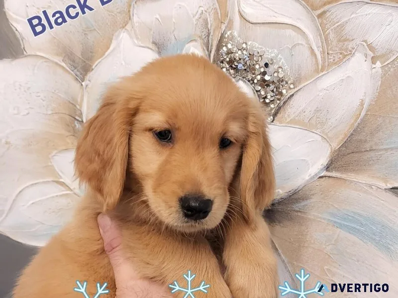 Golden Retriever Puppys