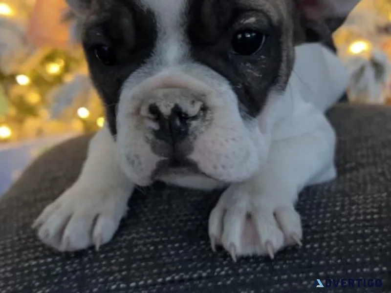 French bulldog puppies
