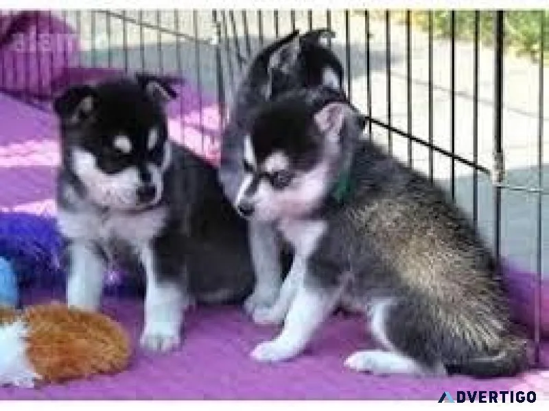 Siberian husky last one