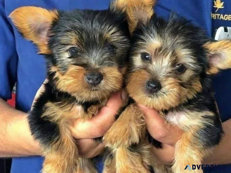 Yorkshire Terrier  Yorkie