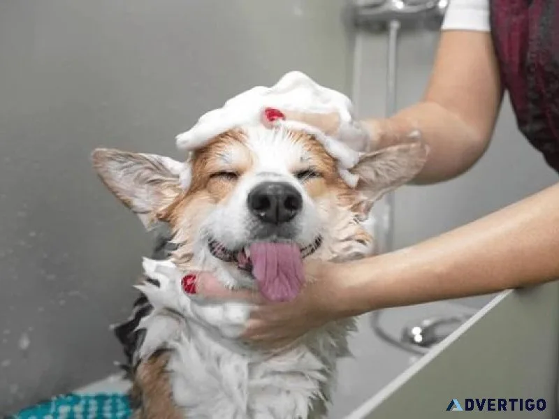Dog Groomers in Ajmer Dog Baths Haircuts Nail Trimming