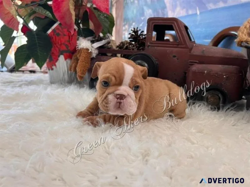 English Bulldog F Chocolate Fawn off CH lines