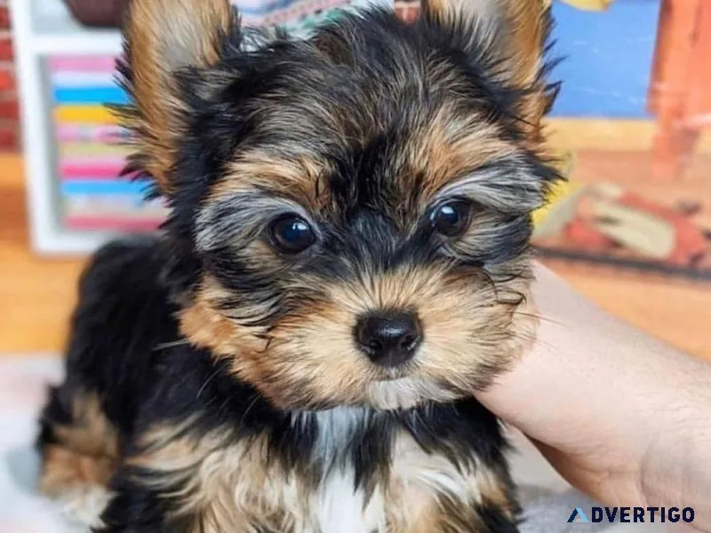 Tcup Yorkies