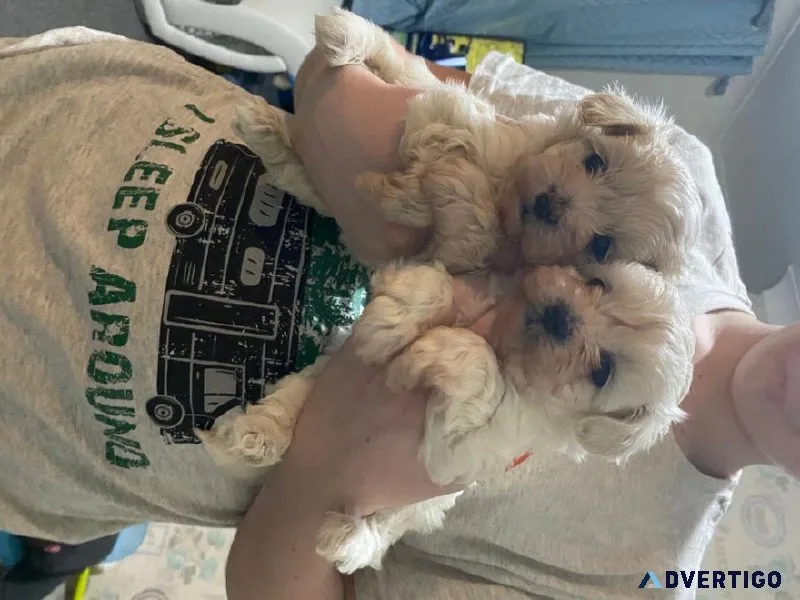 Maltipoo Puppies