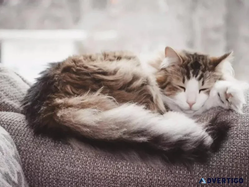 Holiday Treats For Pets - Veterinarians in Downey CA