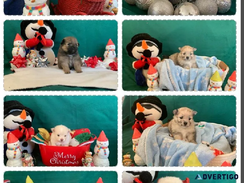 Pomeranians