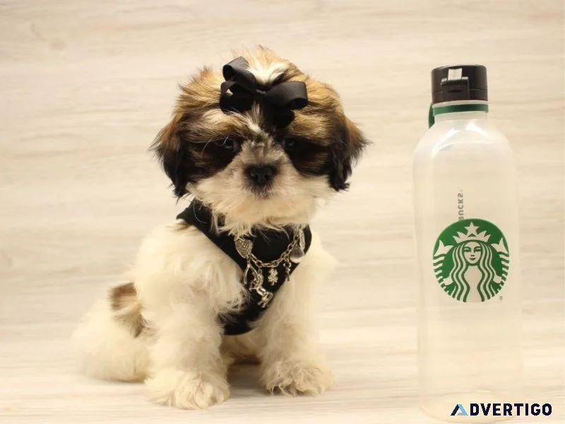 Toy Shih Tzu Puppy For Sale