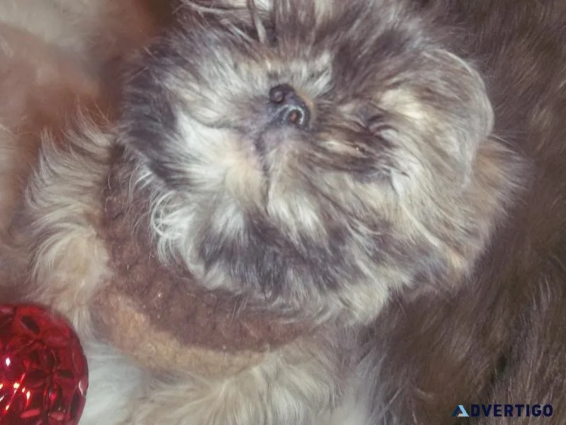 Artemus Blue Dobie Marked Shihtzu
