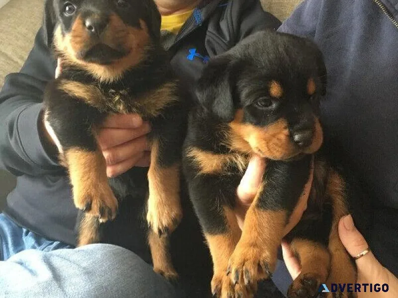 3 Male Rottweiler Cross Puppies