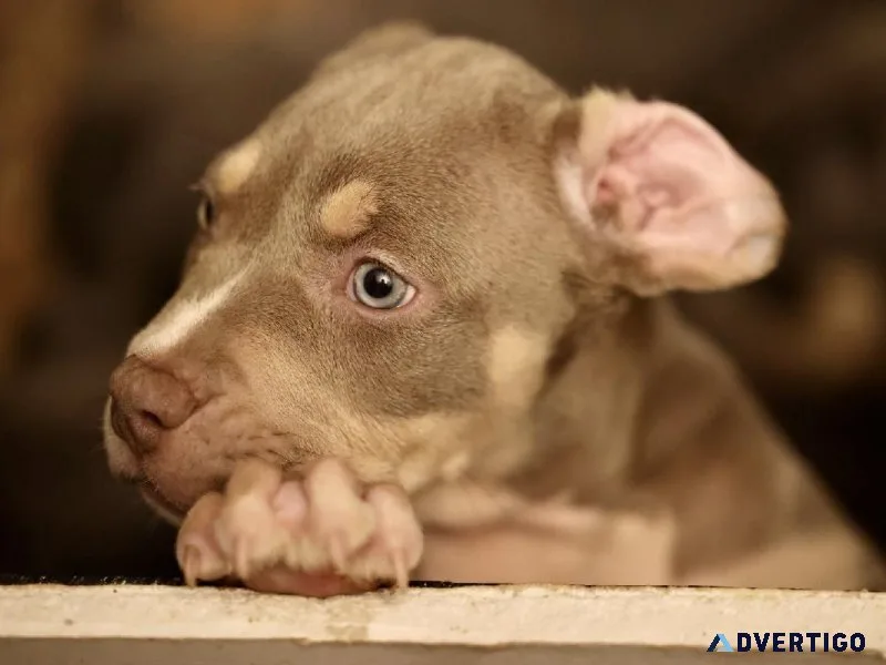 XL American bully puppies