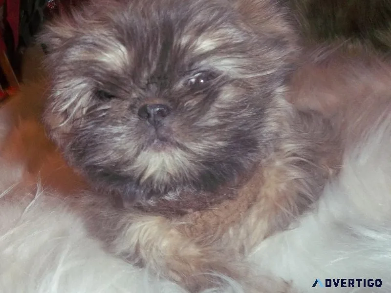 Artemus Blue Dobie Marked Shihtzu
