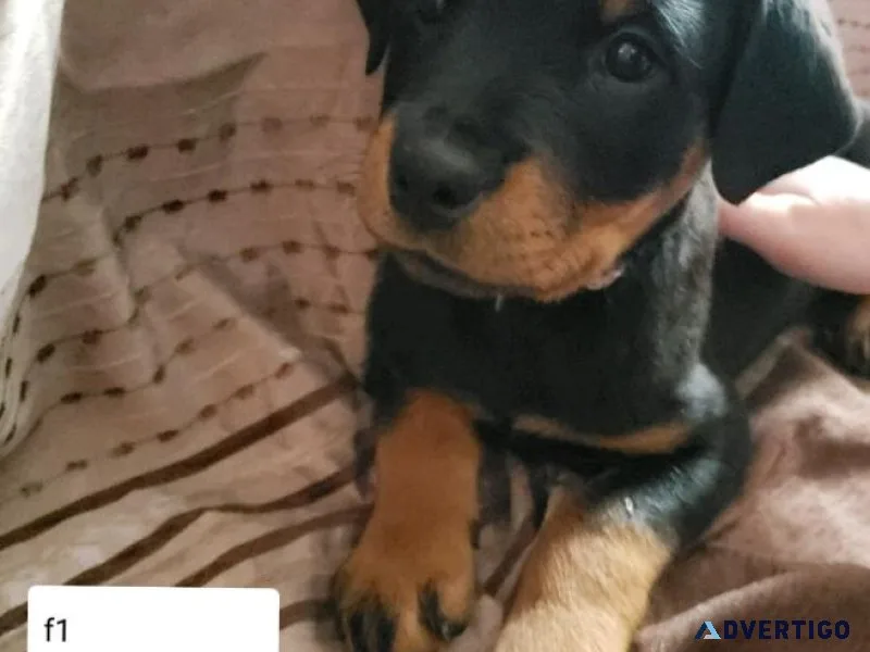 Pure Bred Rottweiler Puppies