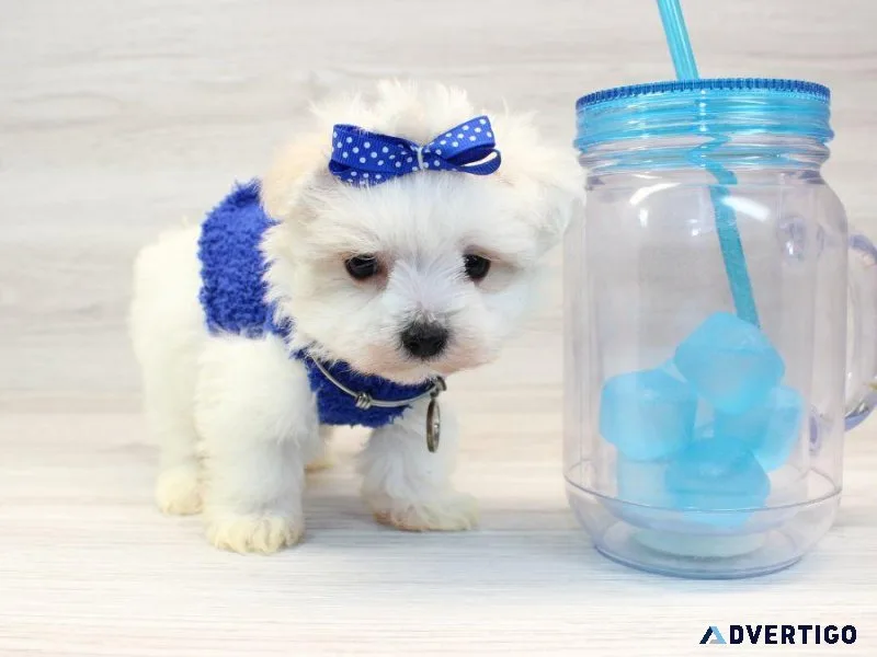 Miniature Teacup Maltese Puppy