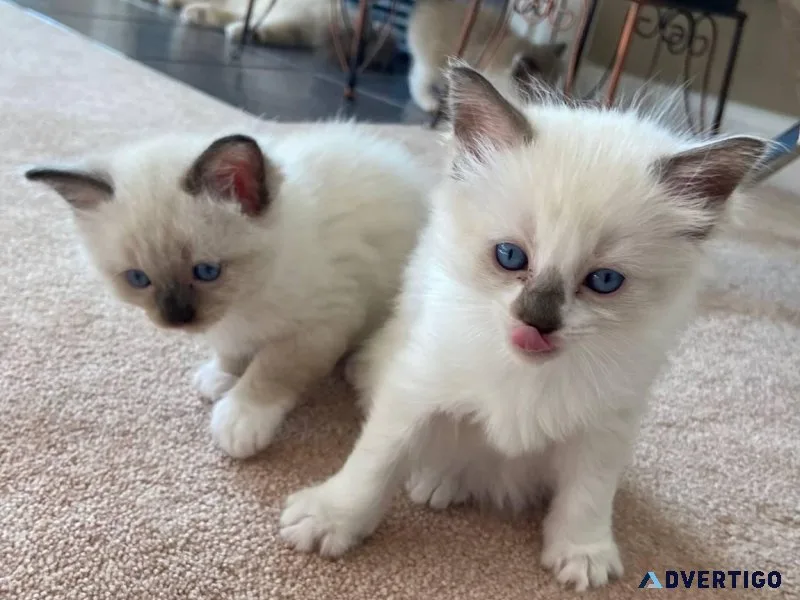 Rehoming Ragdolls