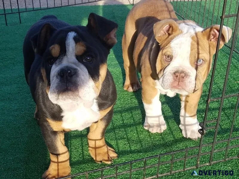 AKC English Bulldog puppies