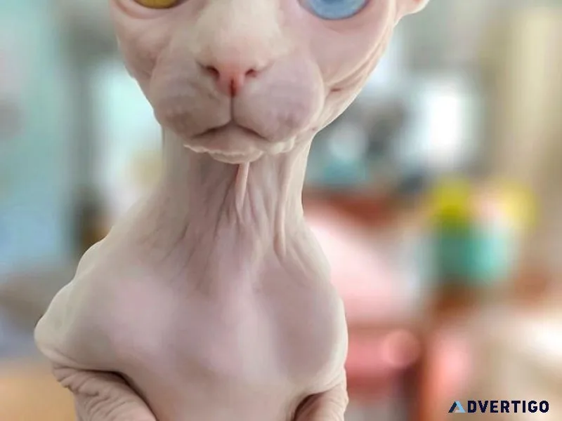 Stunning Sphynx kittens 4 Female 2 Male.