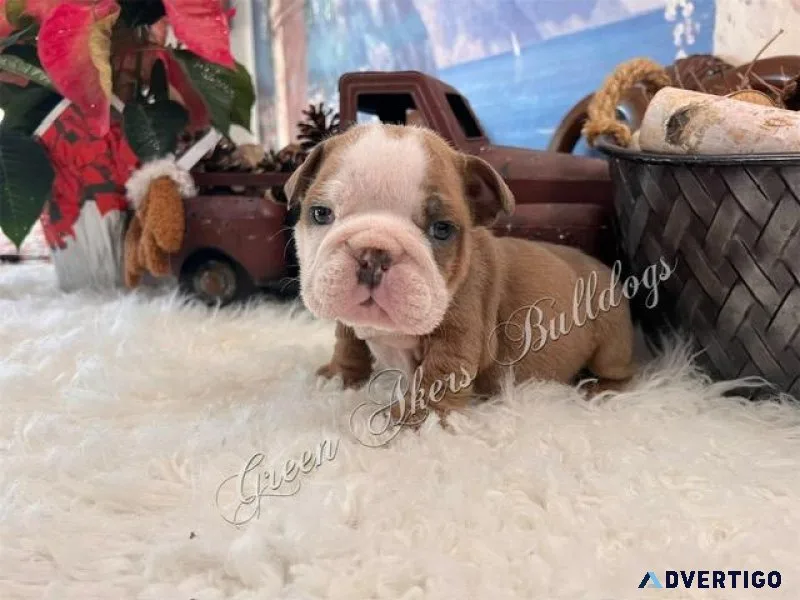 English Bulldog M Blue Fawn off CH lines