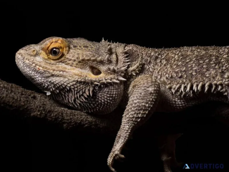 Reptile Awareness Day - Veterinary Clinic in Downey CA