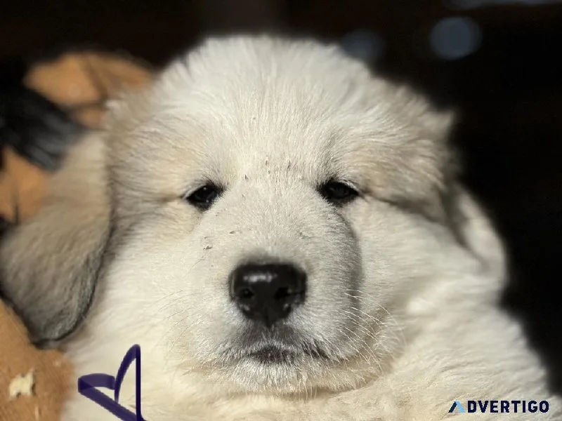 Great Pyrenees puppies