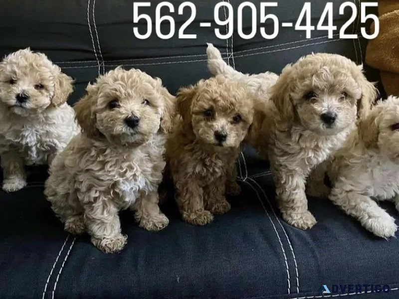 Maltipoo puppies