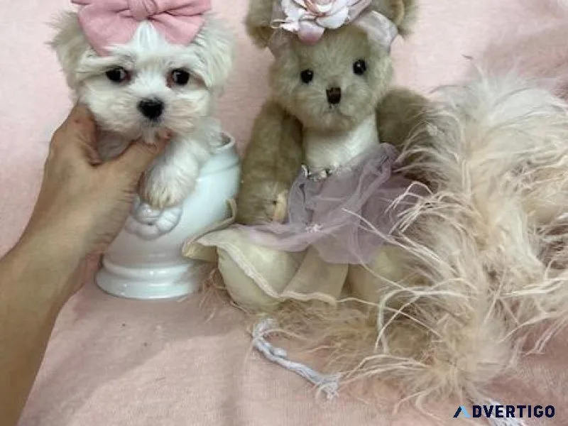 Maltese. Yorkies Poodles Pomeranians
