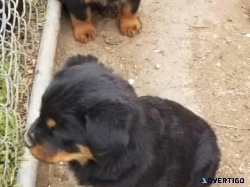 4 year old Female Rottweiler Looking for a new home