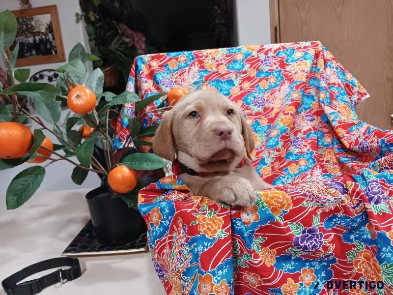 AKC LABRADOR RETRIEVER PUPPIES