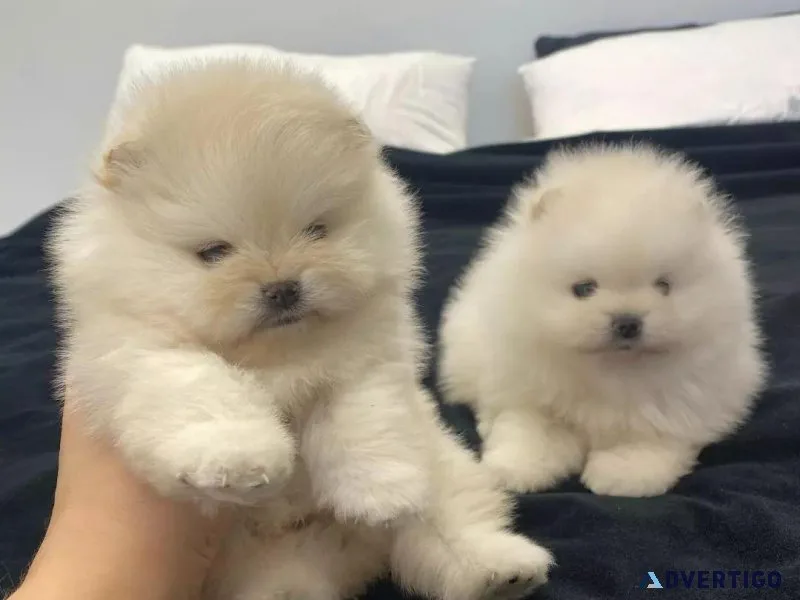 Priceless White Pomeranian Puppies For Adoption