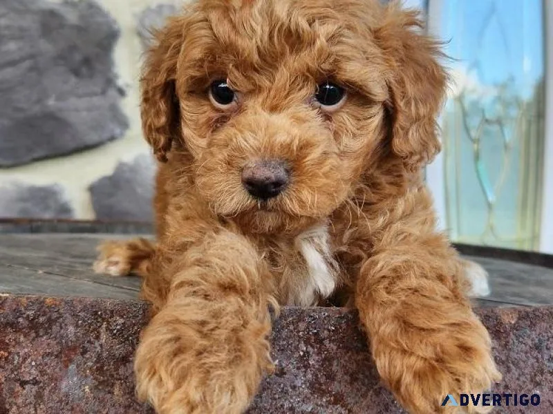 Quality Toy Poodle puppies